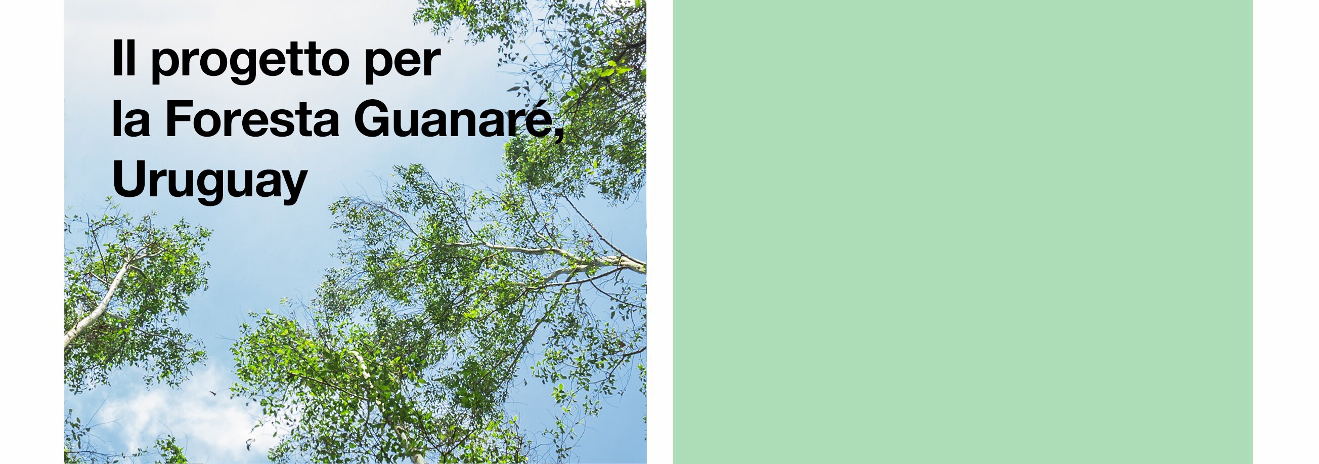 The Guanaré Forest Project, Uruguay